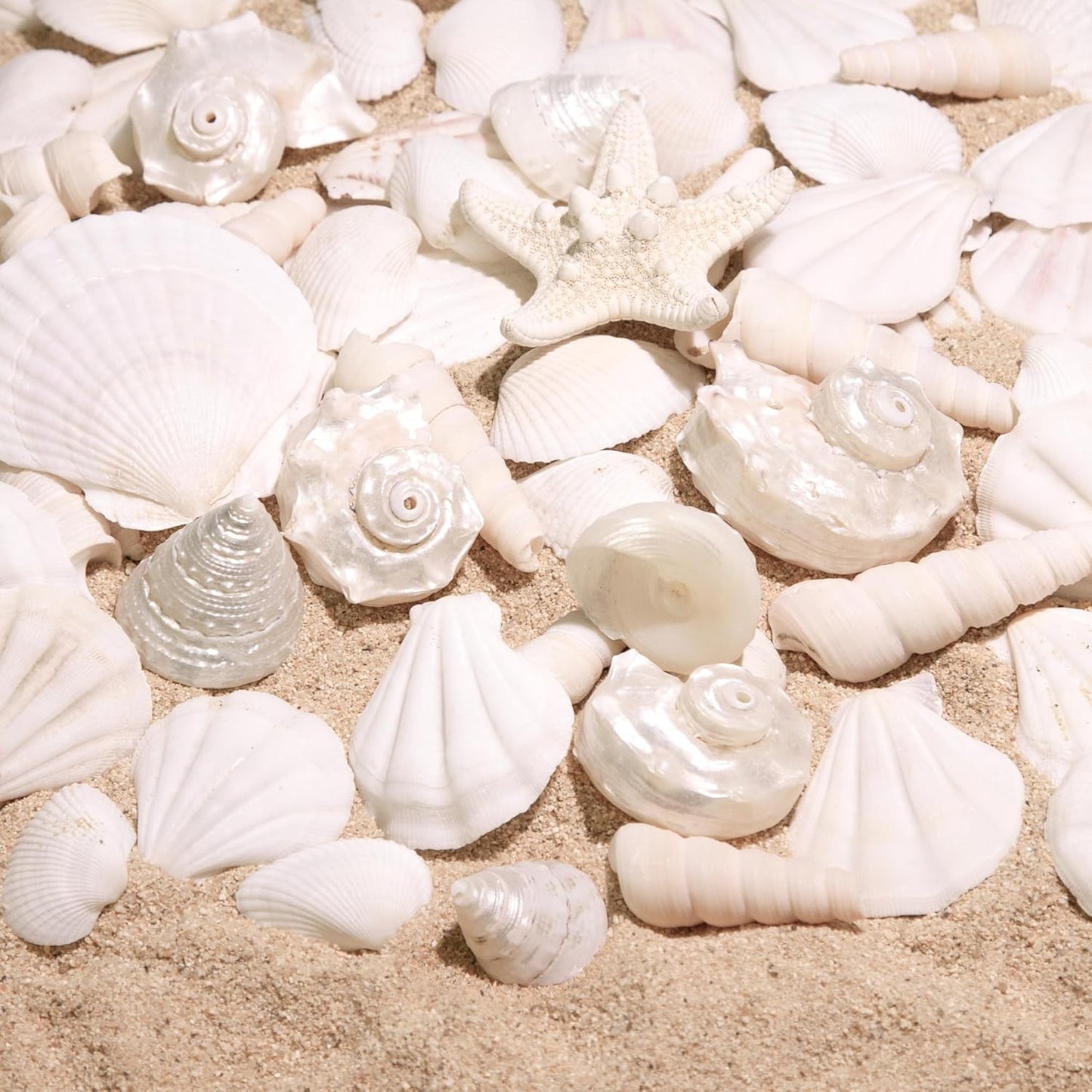 Silver White Sea Shell Mixed Ocean Shells Set, 1.2"-2.6" Various Sizes Natural Seashell & Starfish for Beach Themed Decor, DIY Crafts, Vase Fillers, Fish Tank, Home, Wedding & Party Decoration