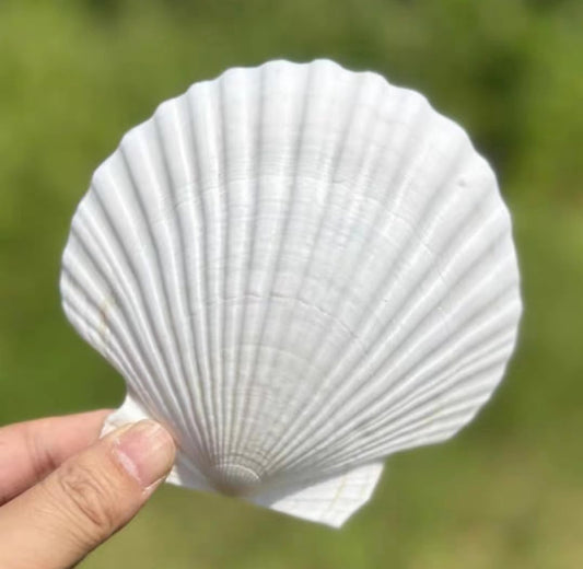 20 PCS Large Scallop Shells 4-5 inch Natural White Scallop Shells from Sea Beach for DIY Craft Decor