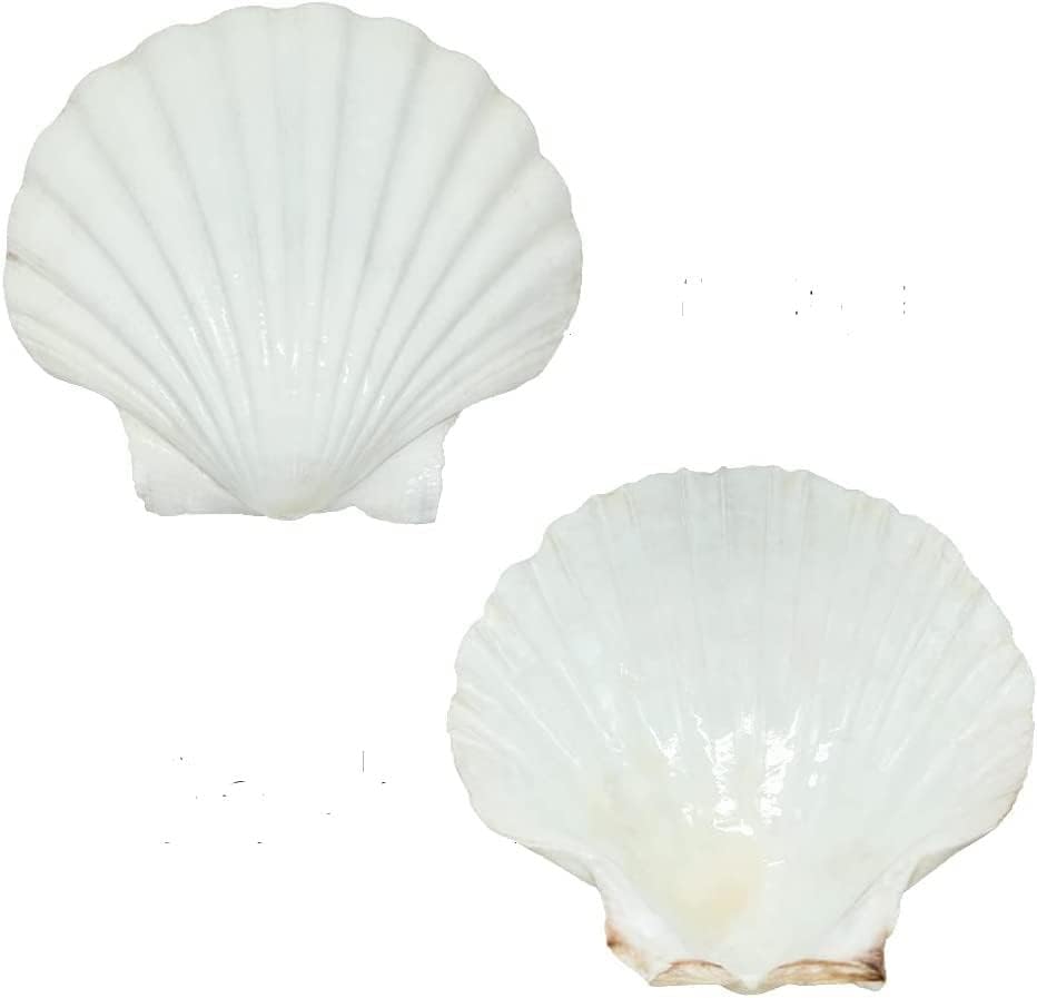 20 PCS Large Scallop Shells 4-5 inch Natural White Scallop Shells from Sea Beach for DIY Craft Decor
