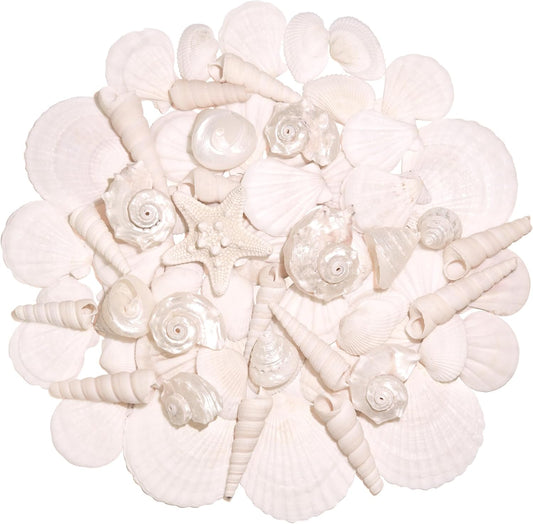 Silver White Sea Shell Mixed Ocean Shells Set, 1.2"-2.6" Various Sizes Natural Seashell & Starfish for Beach Themed Decor, DIY Crafts, Vase Fillers, Fish Tank, Home, Wedding & Party Decoration