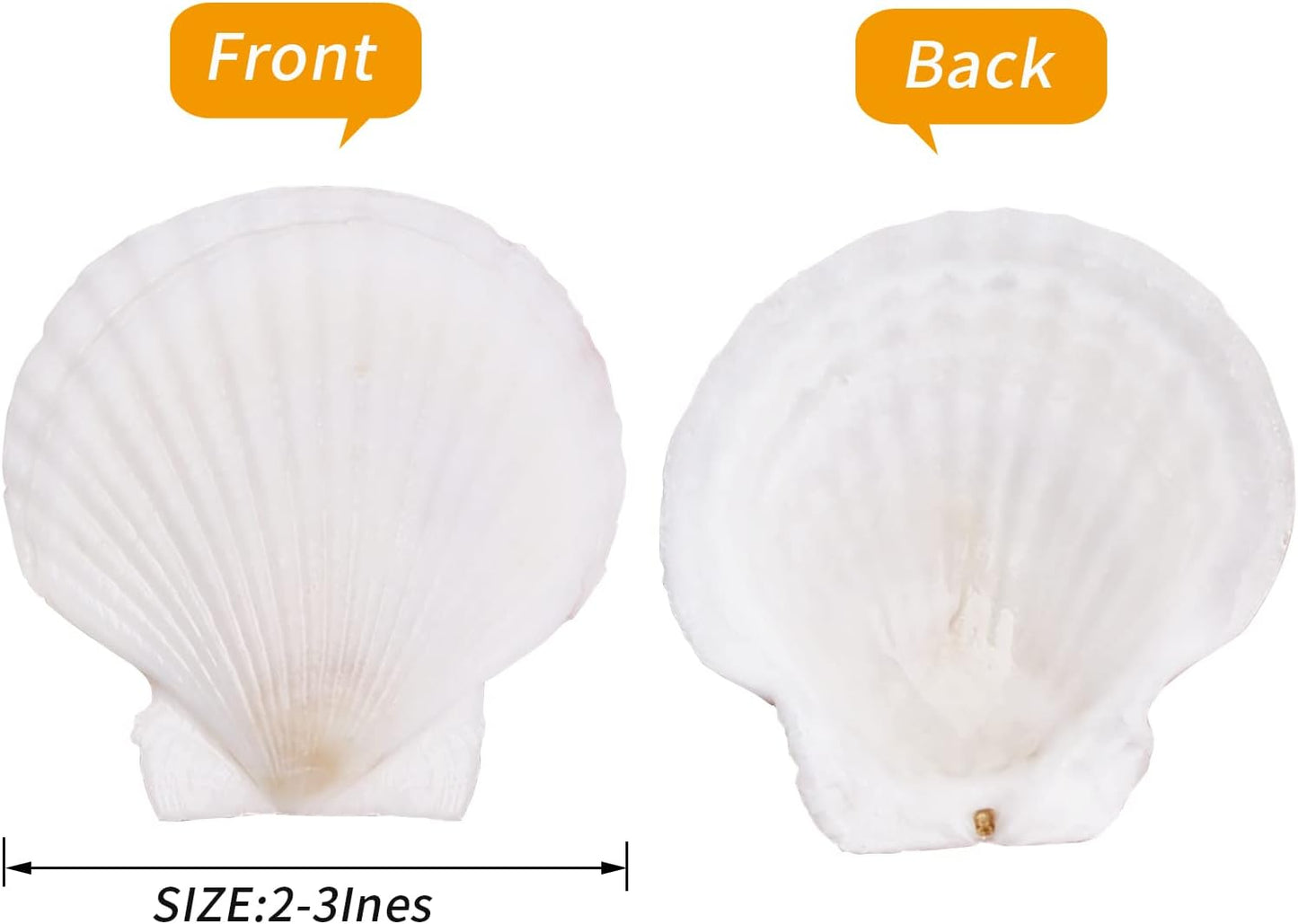 30PCS Natural Scallop Shells White Sea Shells for Decorating from Sea Beach Real Seashells for DIY Craft Painting Ocean Themed Party Wedding 2''-3''