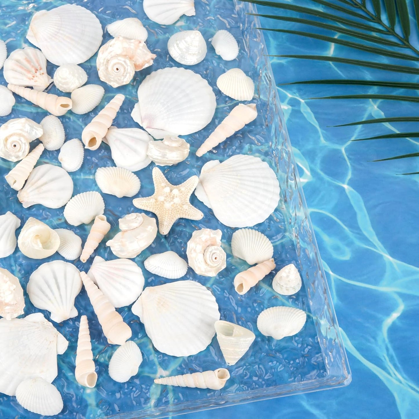 Silver White Sea Shell Mixed Ocean Shells Set, 1.2"-2.6" Various Sizes Natural Seashell & Starfish for Beach Themed Decor, DIY Crafts, Vase Fillers, Fish Tank, Home, Wedding & Party Decoration