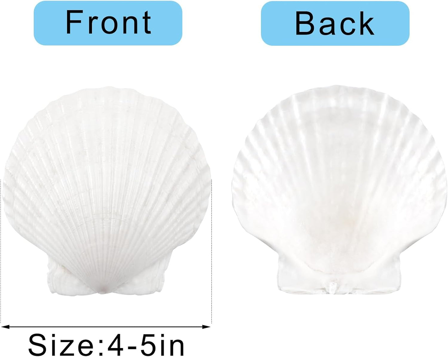 10PCS Large Natural Scallop Shells, 4''-5'' Large Shell for Crafts, DIY Painting, Baking and Beach Wedding Decorations - Large White Seashells Bulk for Ocean Themed Parties and Home Decor