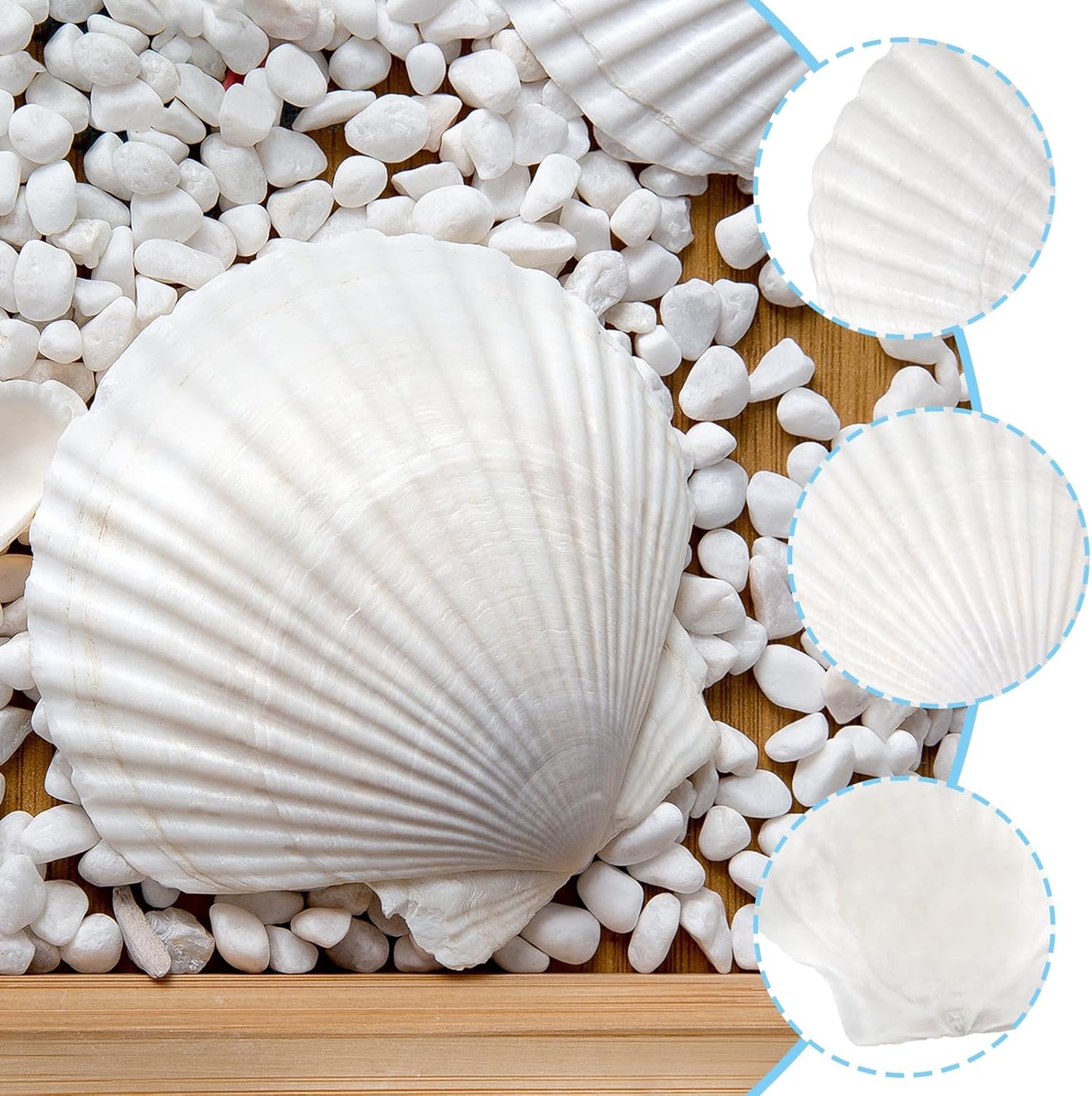 10PCS Large Natural Scallop Shells, 4''-5'' Large Shell for Crafts, DIY Painting, Baking and Beach Wedding Decorations - Large White Seashells Bulk for Ocean Themed Parties and Home Decor