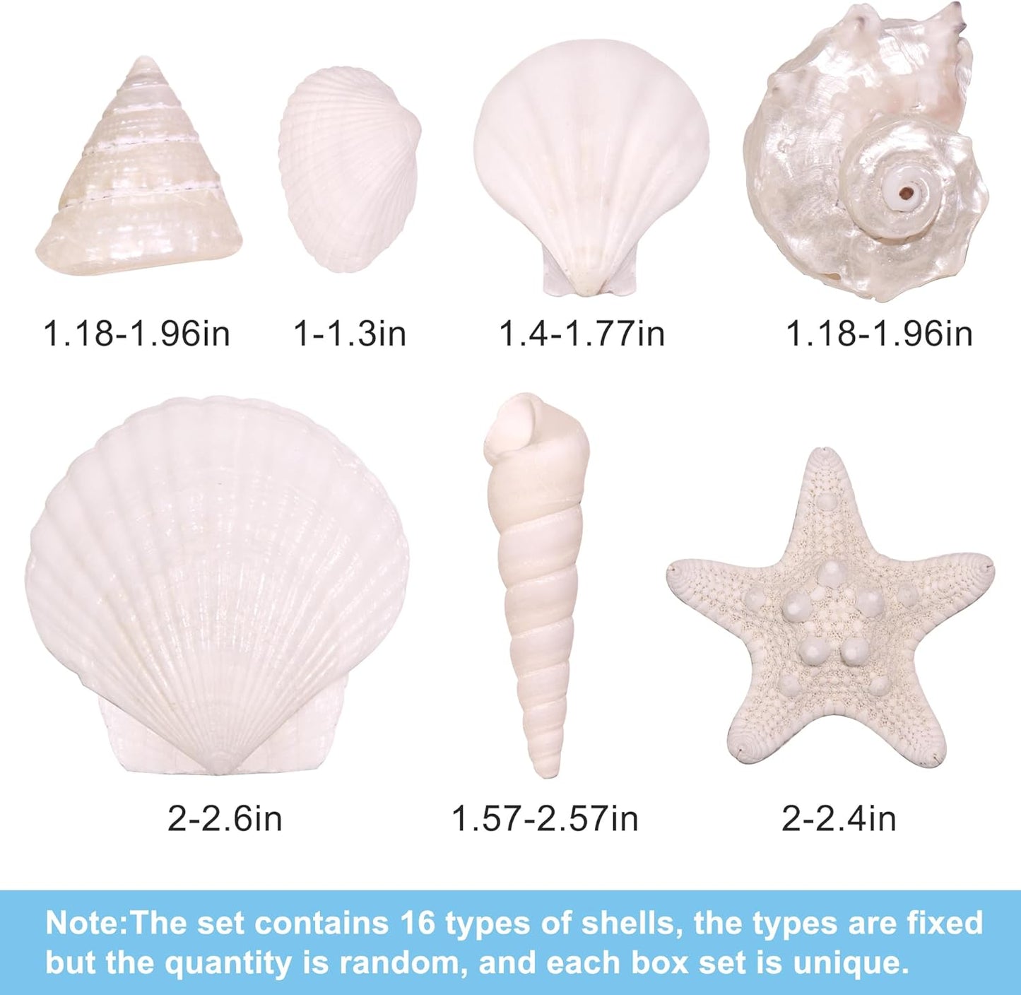 Silver White Sea Shell Mixed Ocean Shells Set, 1.2"-2.6" Various Sizes Natural Seashell & Starfish for Beach Themed Decor, DIY Crafts, Vase Fillers, Fish Tank, Home, Wedding & Party Decoration