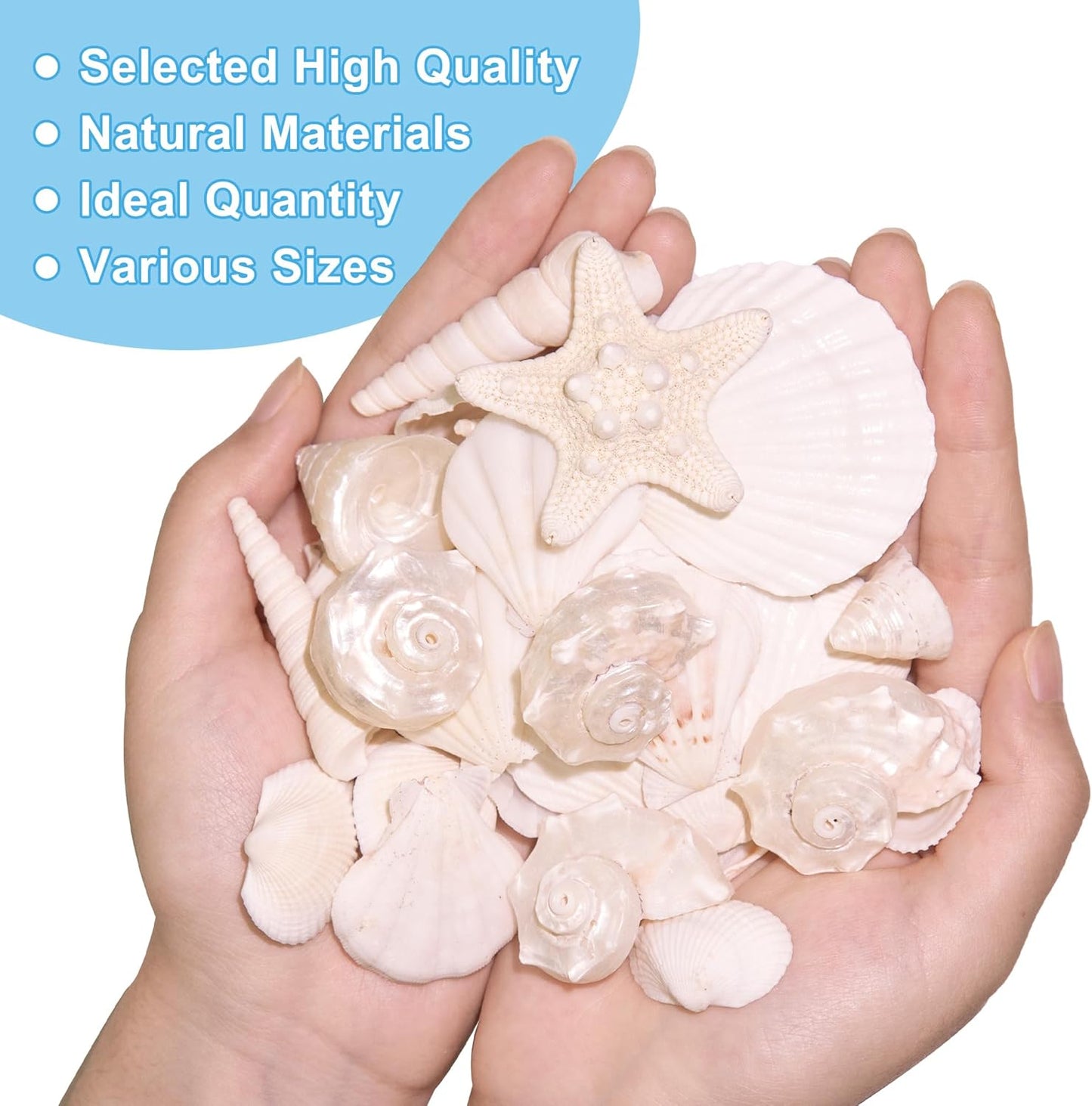 Silver White Sea Shell Mixed Ocean Shells Set, 1.2"-2.6" Various Sizes Natural Seashell & Starfish for Beach Themed Decor, DIY Crafts, Vase Fillers, Fish Tank, Home, Wedding & Party Decoration
