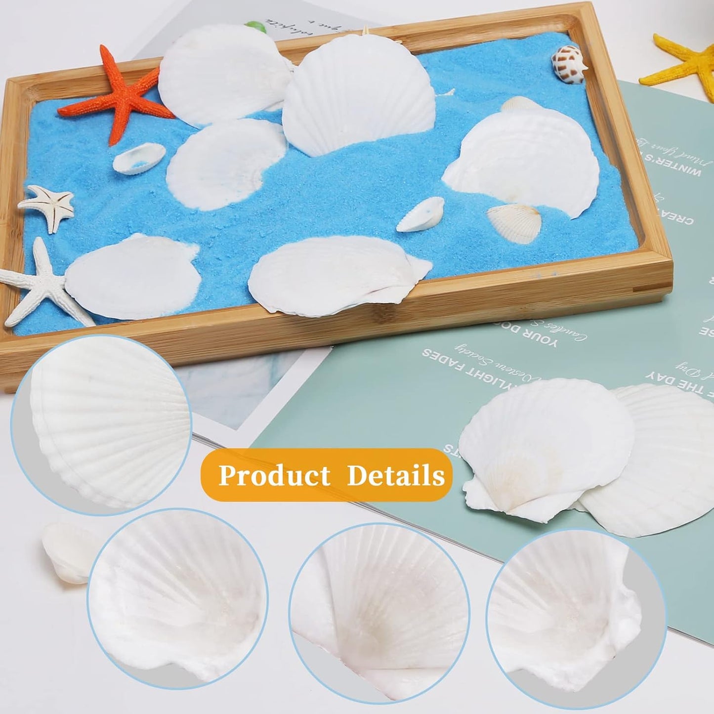 30PCS Natural Scallop Shells White Sea Shells for Decorating from Sea Beach Real Seashells for DIY Craft Painting Ocean Themed Party Wedding 2''-3''